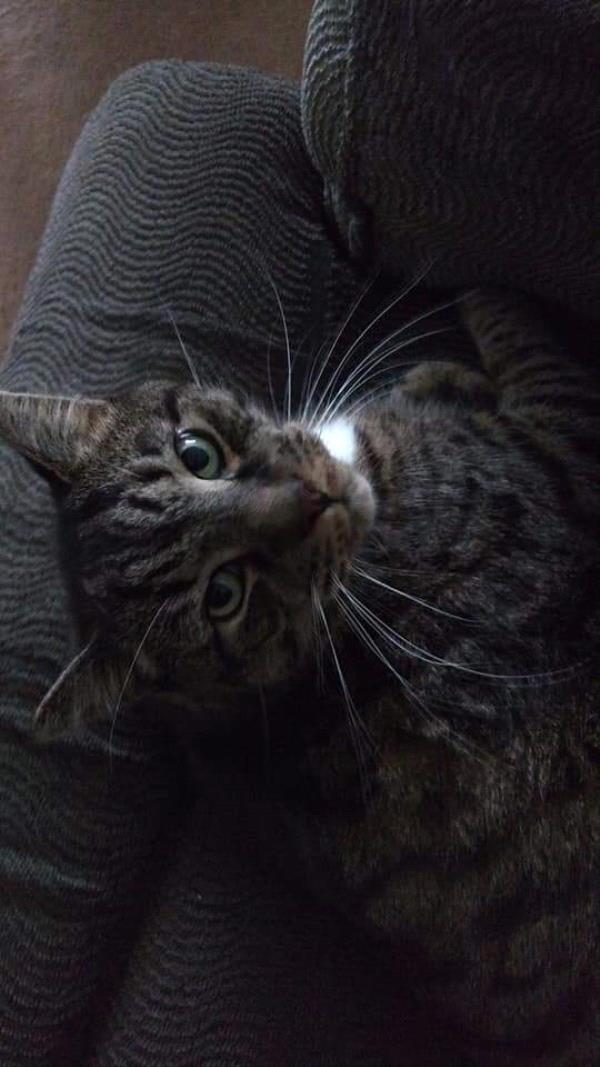 /images/uploads/griffin pond animal shelter/loveyourpet2018/entries/6594thumb.jpg